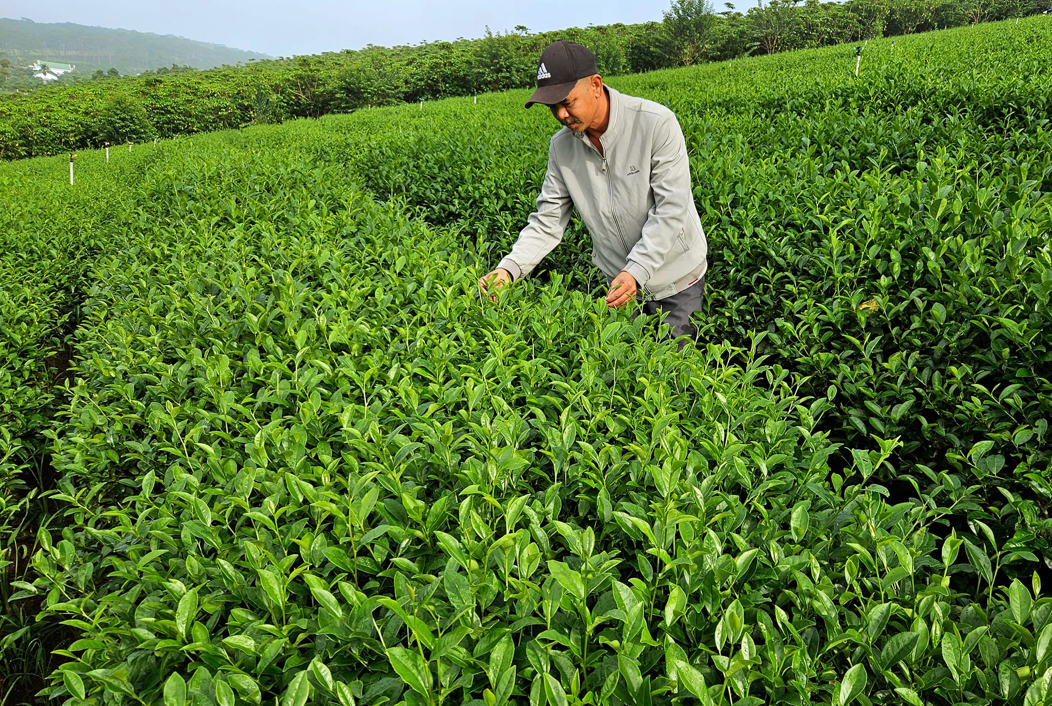 Quỷ Trà đi thăm đồi trà