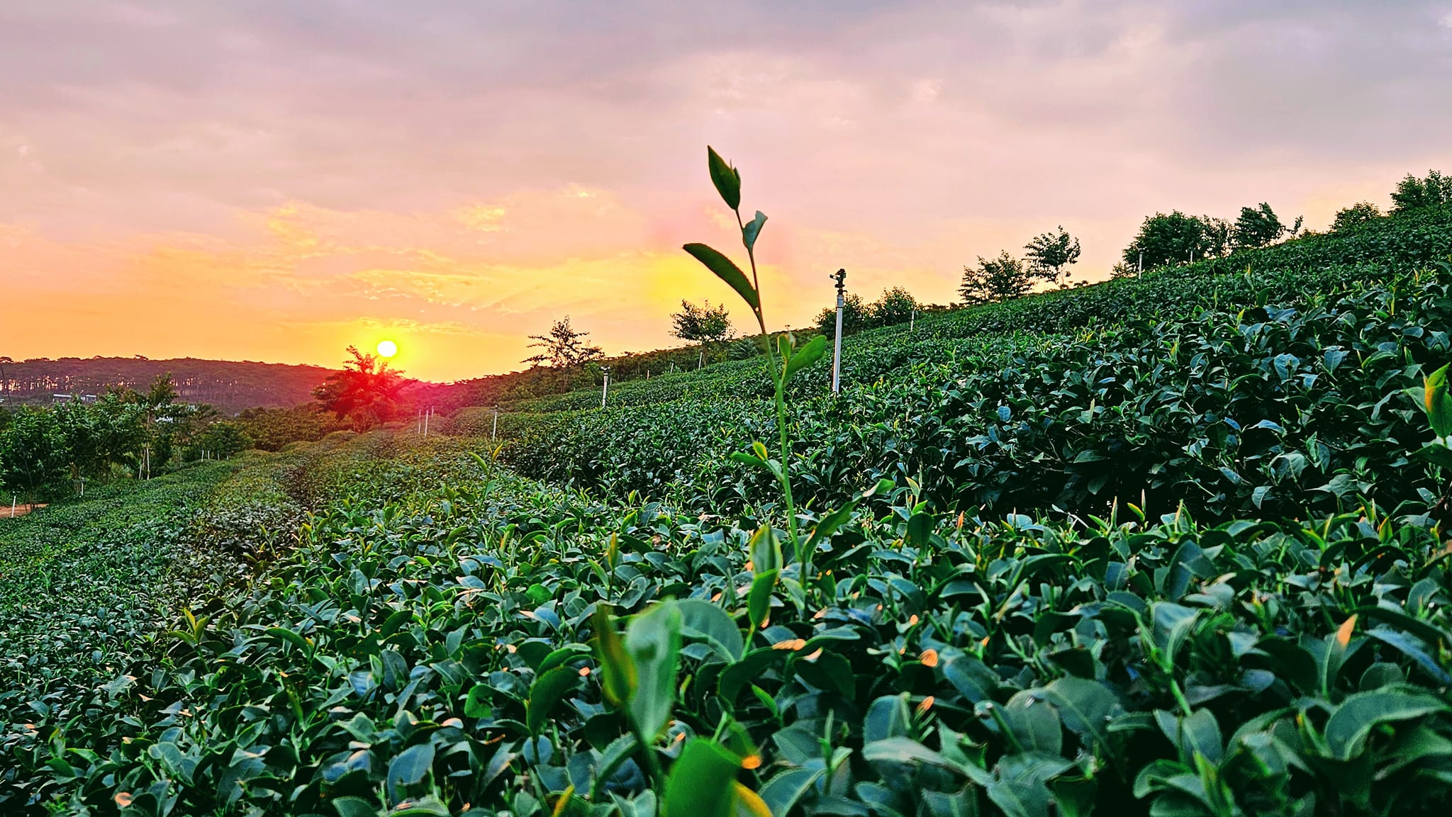 Yếu Tố độ ẩm Trong Trồng Trà