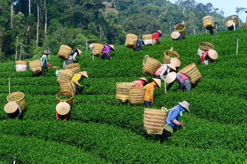 Lưu ý Khi Xuất Khẩu Matcha