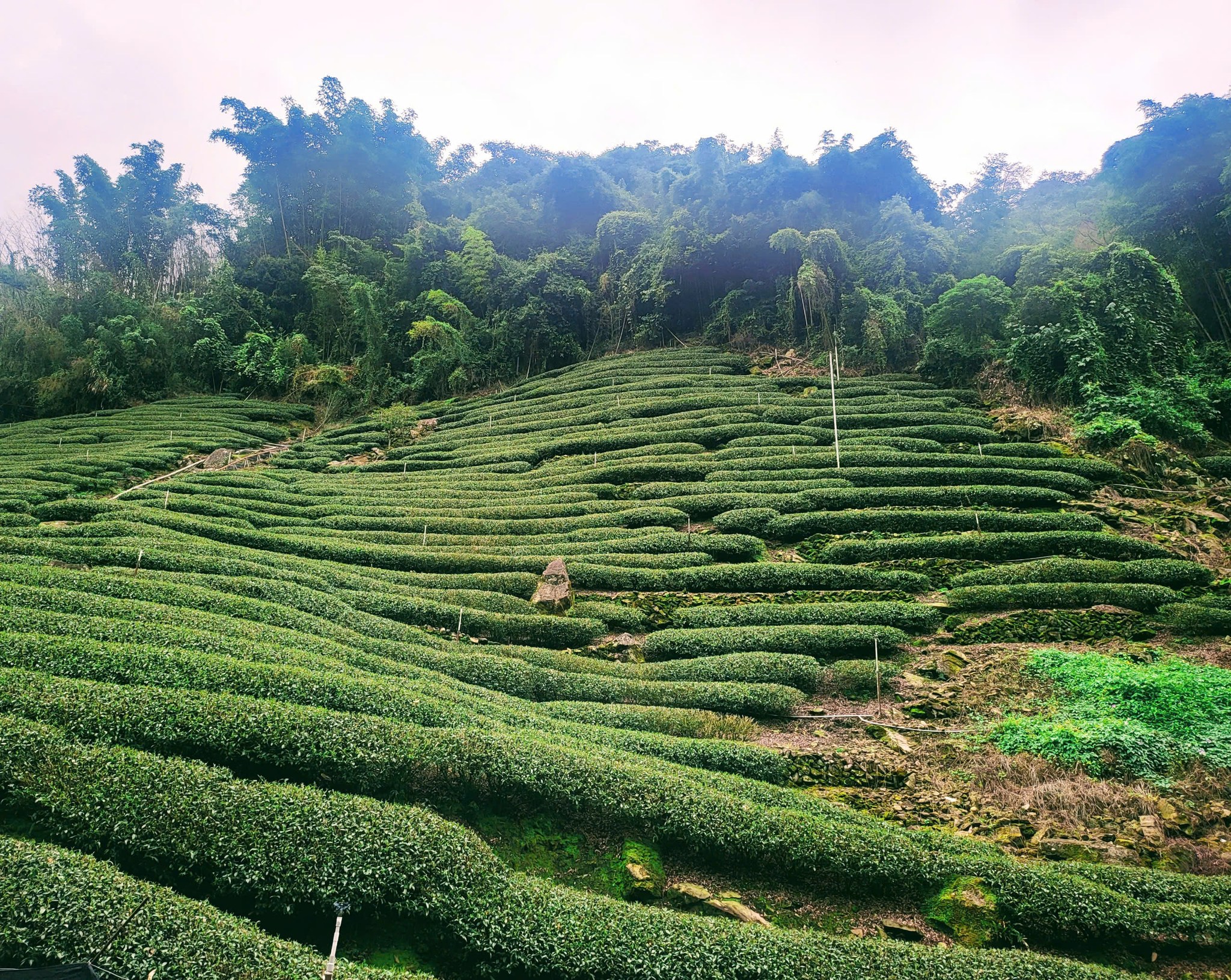 Chi Phí Sản Xuất Vườn Trà Hữu Cơ Có Cao Không?