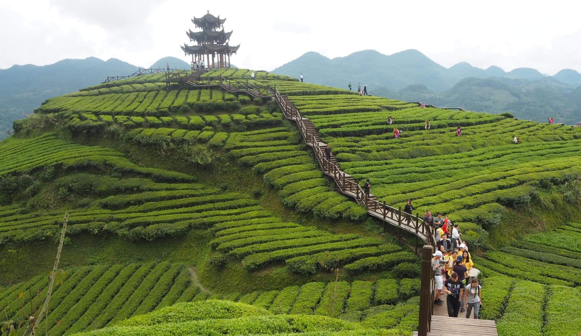 Cơ Hội Và Thách Thức đối Với Các Nhà Sản Xuất Trước Cơn Sóng Matcha